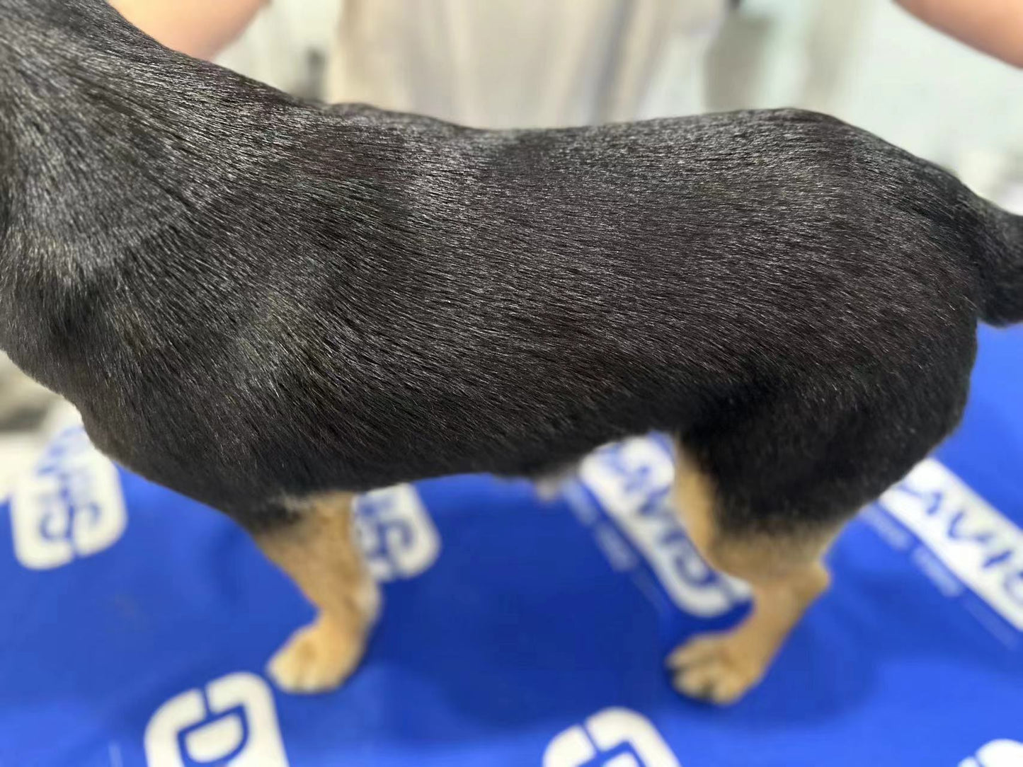 Dog with reduced shedding and healthy coat after Davis De-Shed shampoo