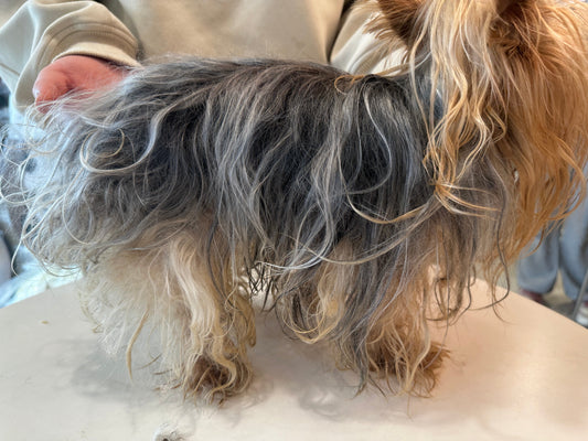 Matted long coat before Davis Detangling shampoo