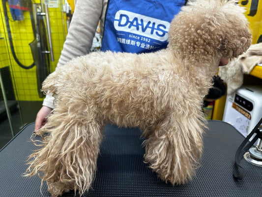 Fluffy dog coat before Davis Plum Natural shampoo