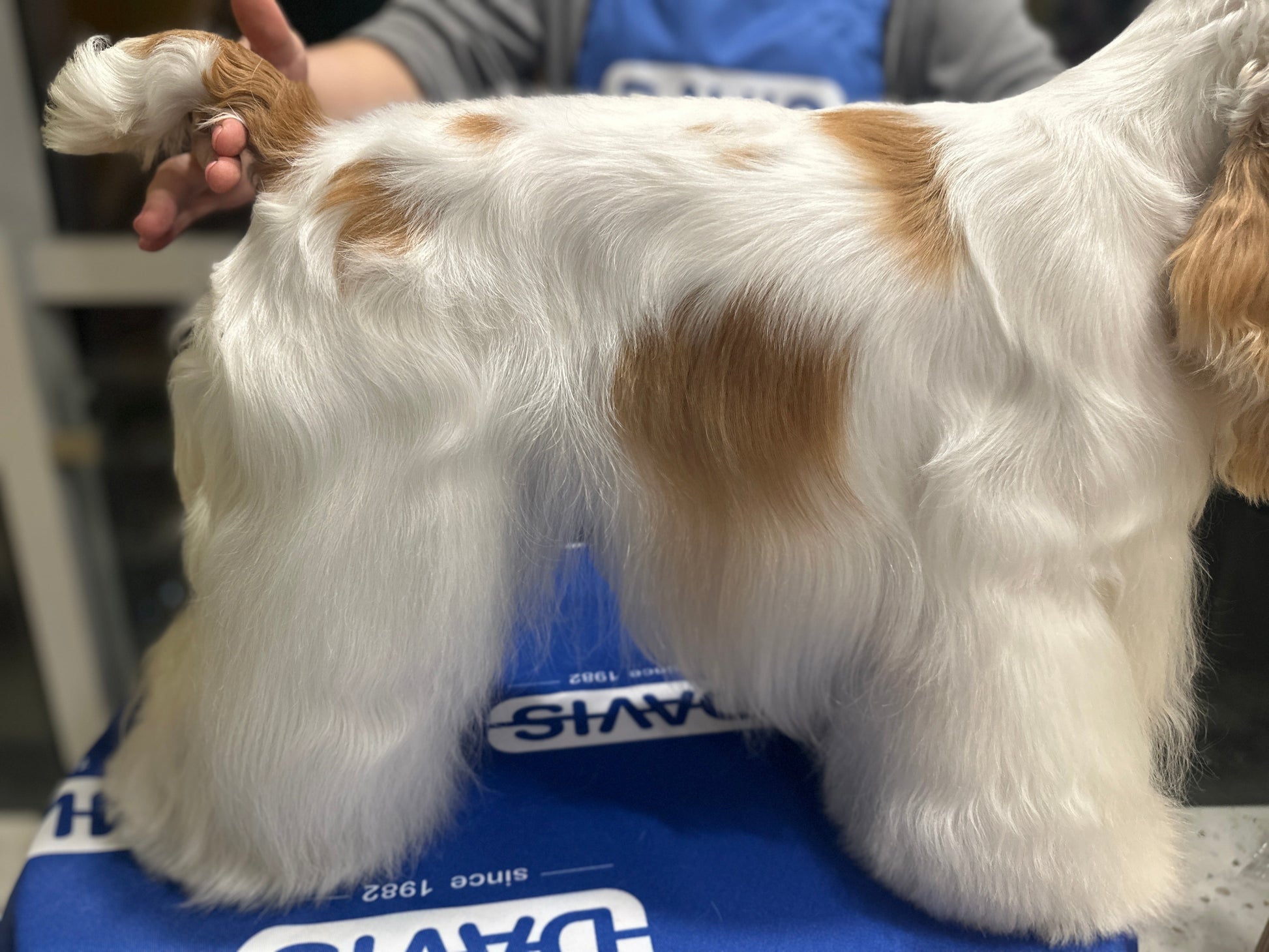 Clean soft fresh coat after Davis Best Luxury shampoo