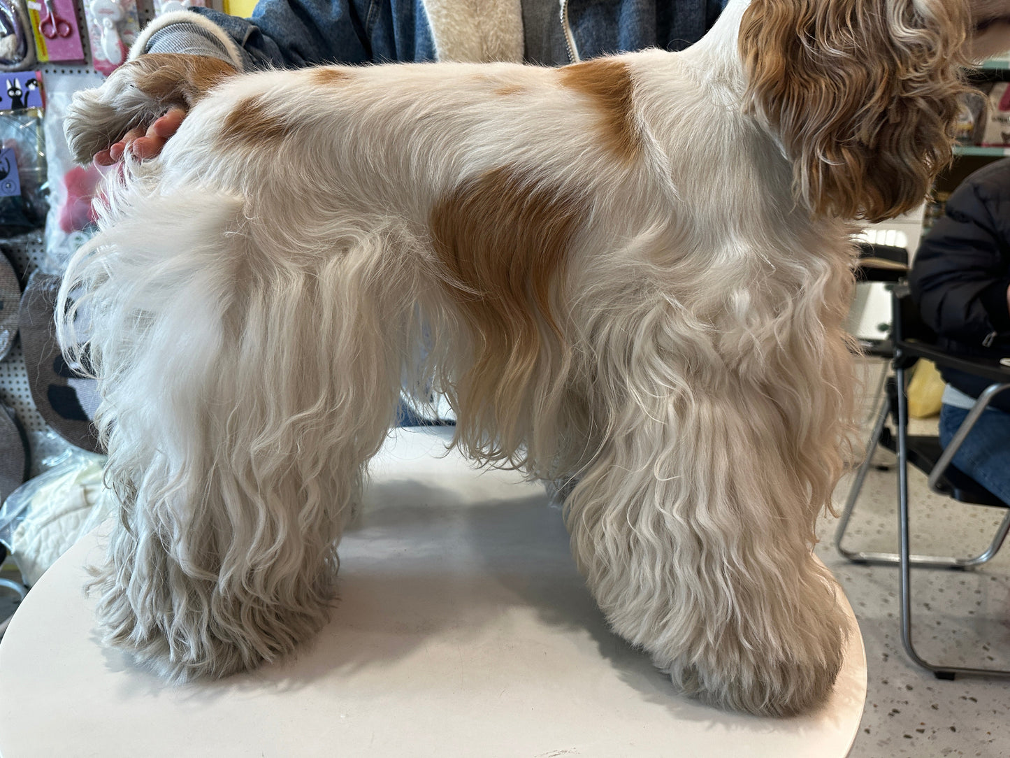 Dirty smelly dog before Davis Best Luxury shampoo