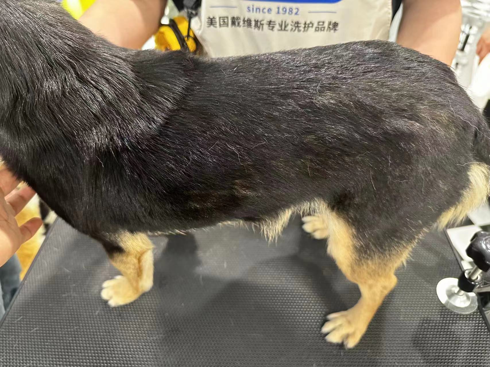 Dog with heavy shedding before Davis De-Shed shampoo