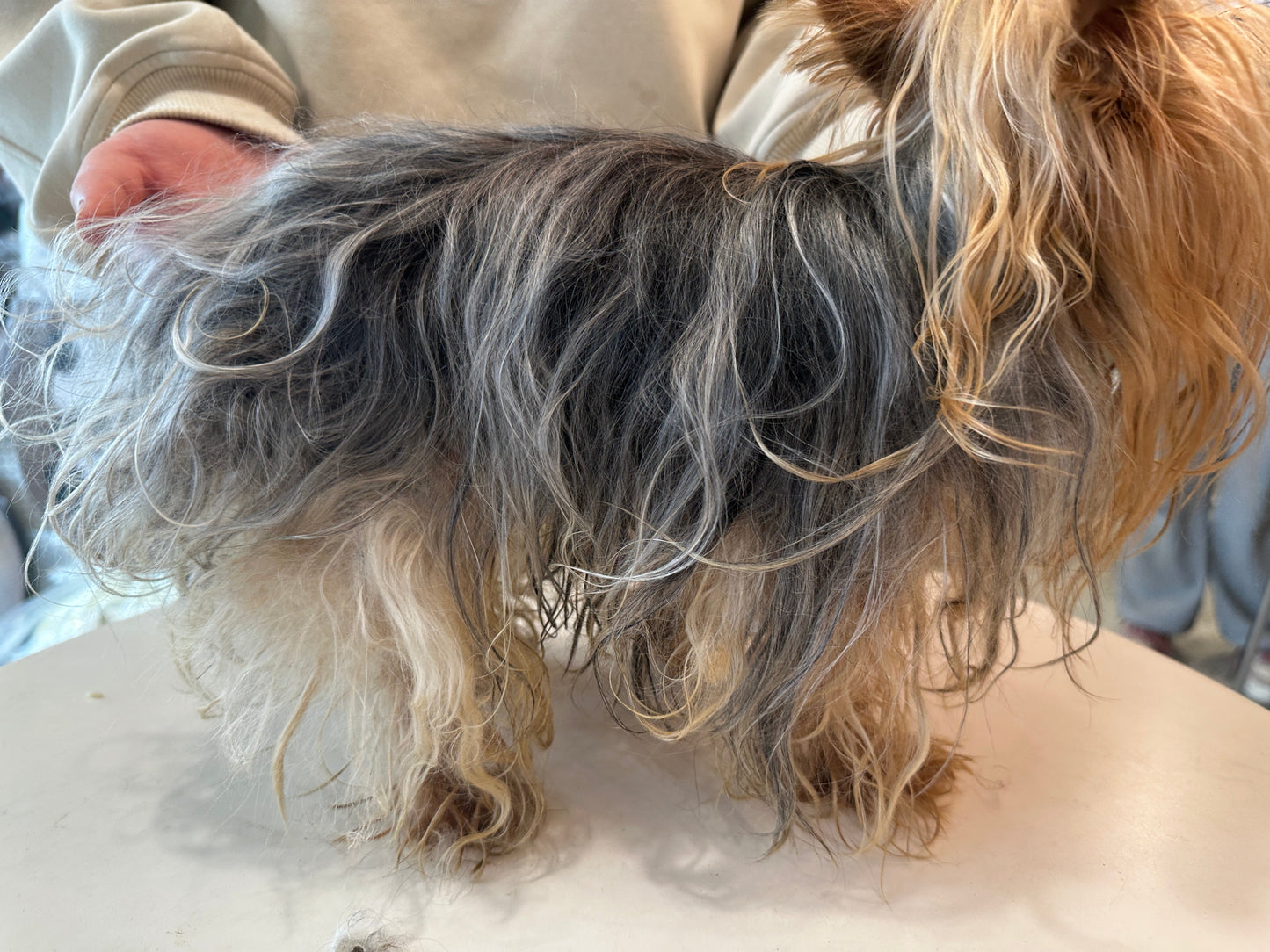 Matted long coat before Davis Detangling shampoo