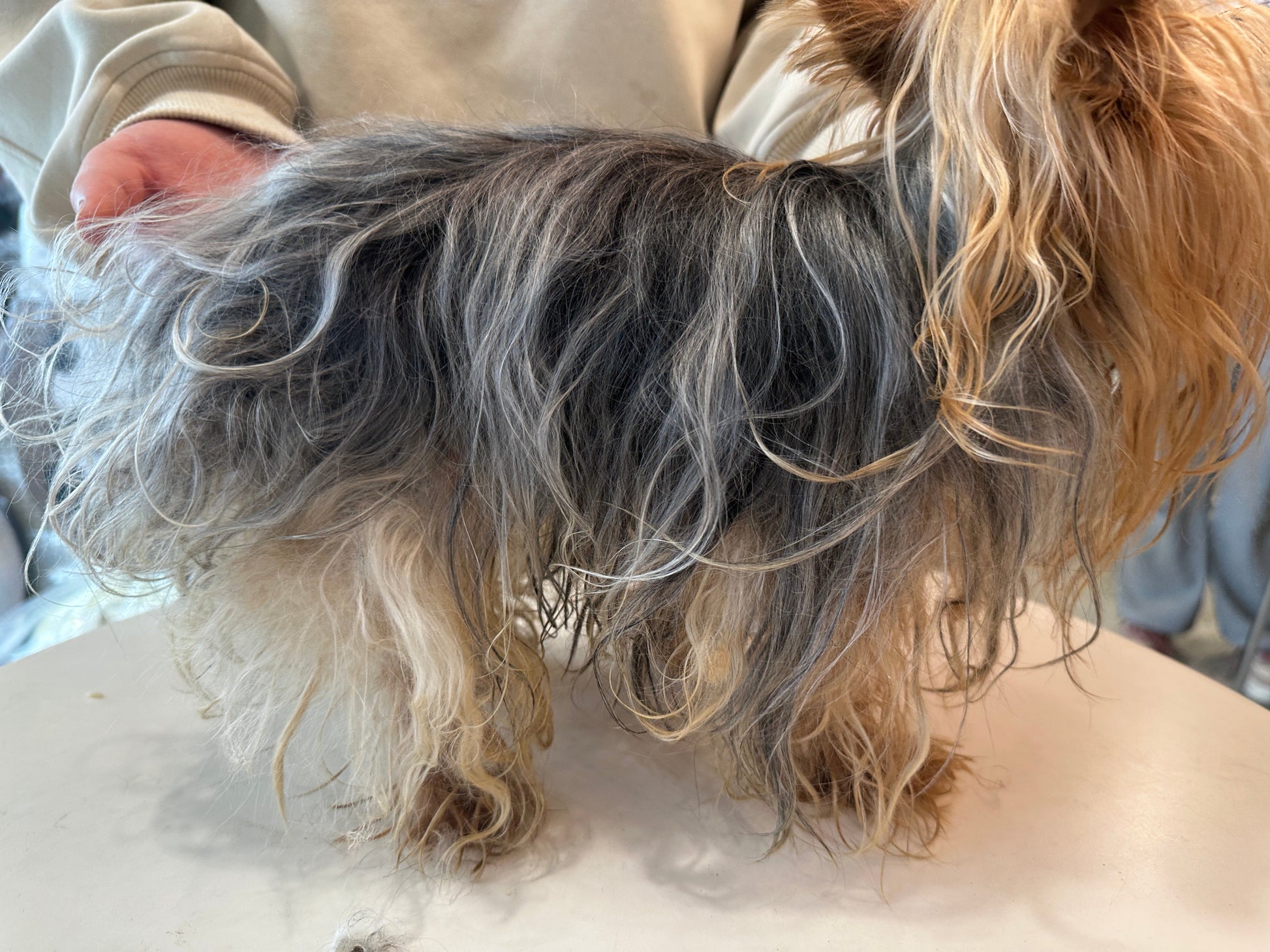 Matted long coat before Davis Detangling shampoo