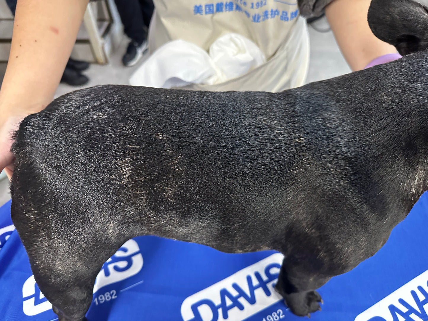 Soothed soft coat after Davis Baking Soda and Oatmeal shampoo