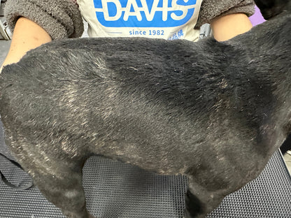 Dry flaky skin before Davis Baking Soda and Oatmeal shampoo
