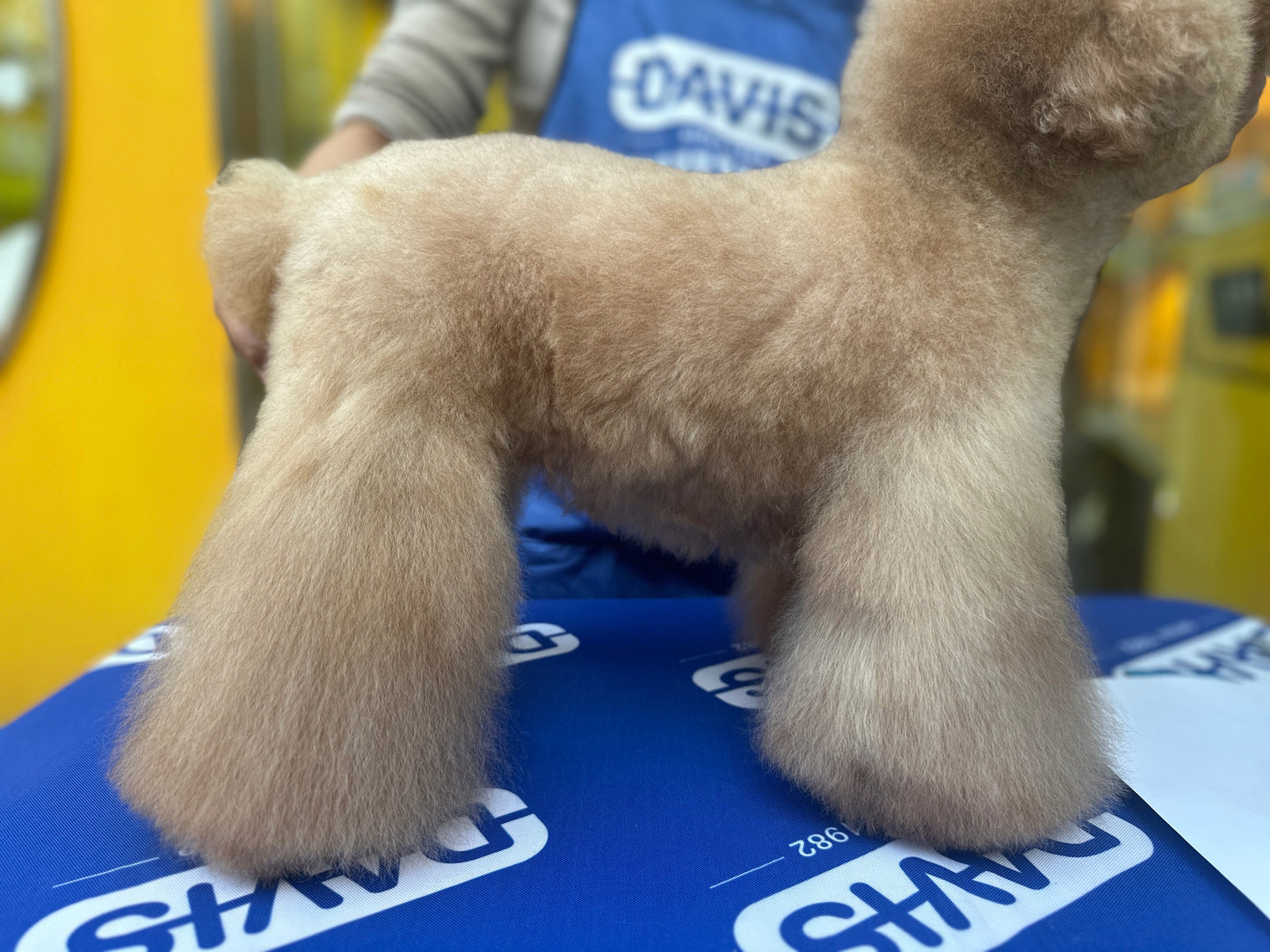 Soft fresh fluffy coat after Davis Plum Natural shampoo