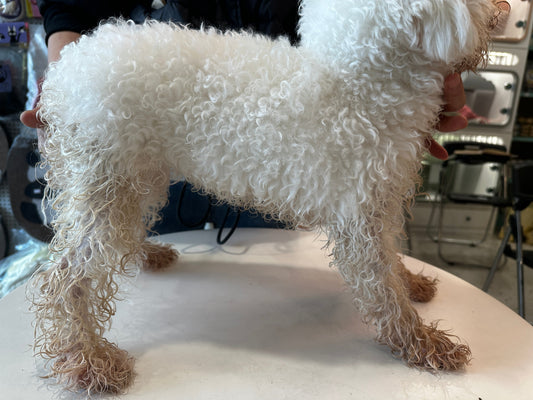 Faded coat before Davis Color Enhancing shampoo